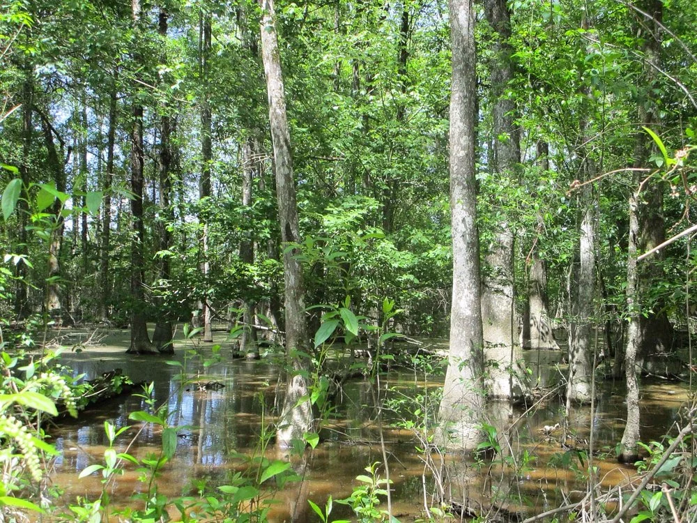 Tickfaw State Park: Louisiana’s Wild Heart