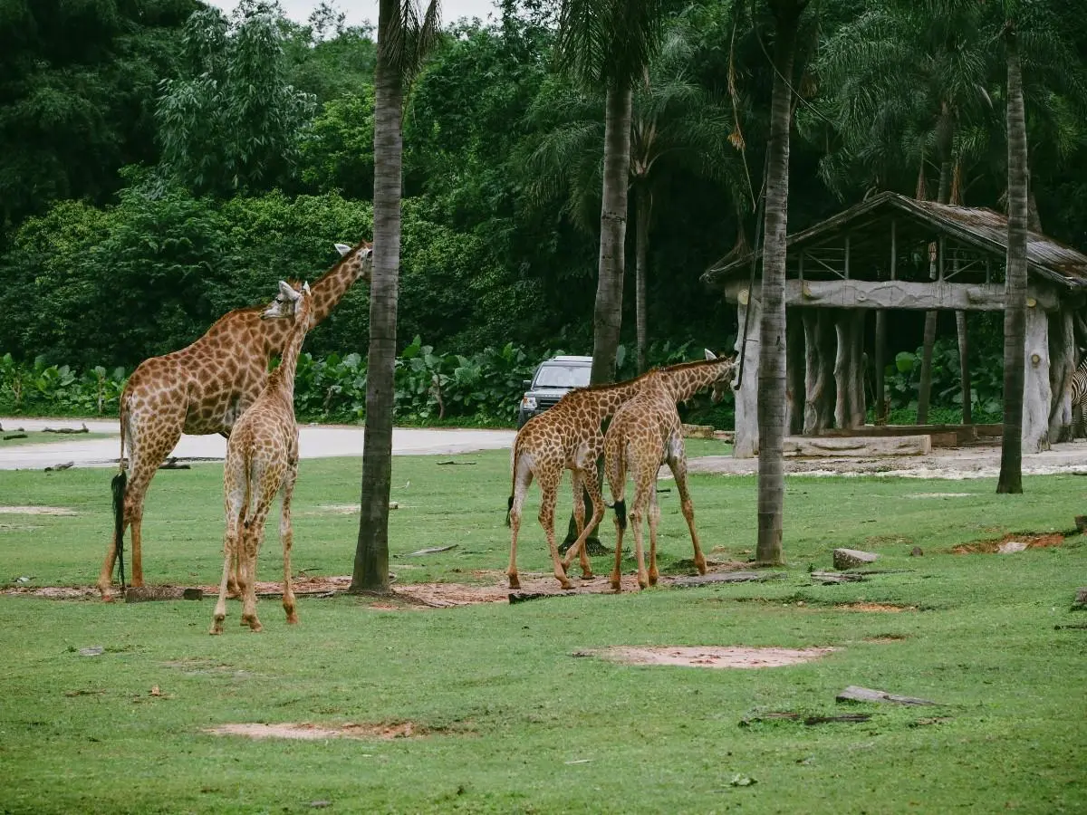 Global Wildlife Center